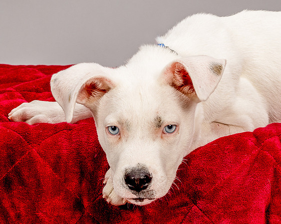 Foster Alvin-4781