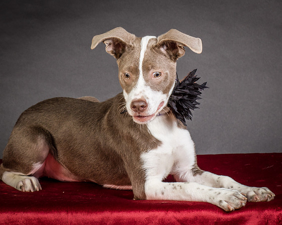 Foster Ari-8635
