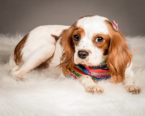 Foster josephina-4112