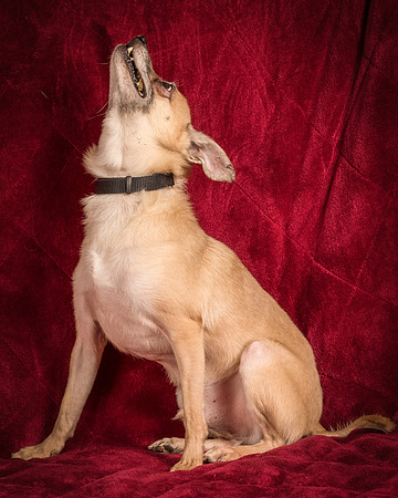 Foster Kiwi-8397