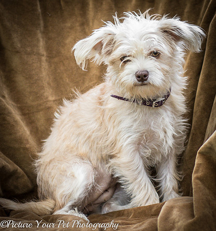 Foster Limerick-3645