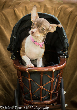 Foster Joanie-3757