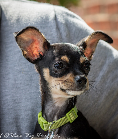 Foster Dandelion-9078