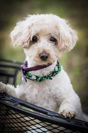 Foster Annalise-0613