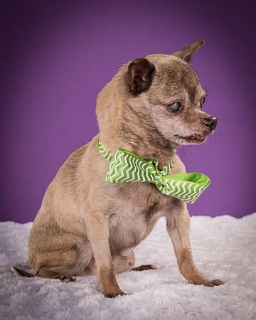 Hospice Chis-3281