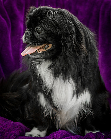 Foster Prince-0958