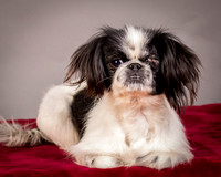 Foster Gypsy Rose-7698