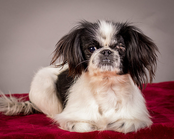 Foster Gypsy Rose-7698