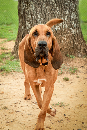 Roscoe-0457