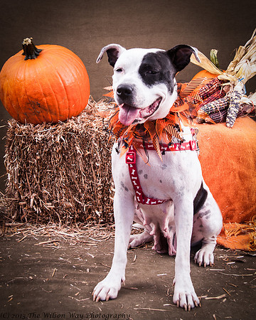 Foster snoopy-7459