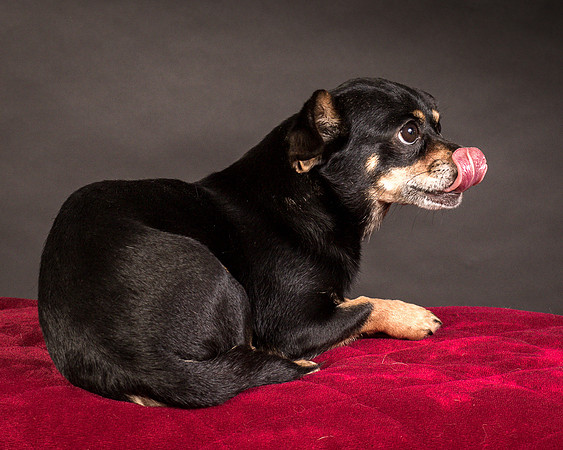Foster Pansy-9518