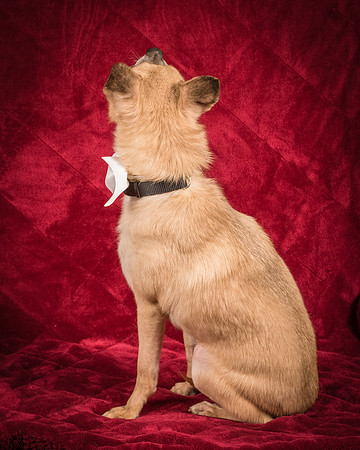 Foster Kiwi-8592