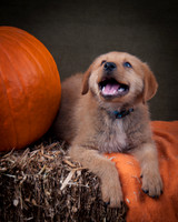 Foster Rose-6574