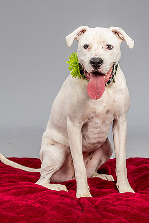 Foster Molly-3707