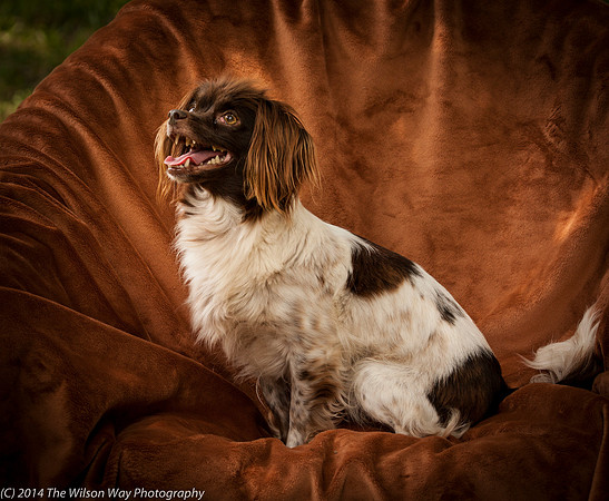 Foster Cerise-2280