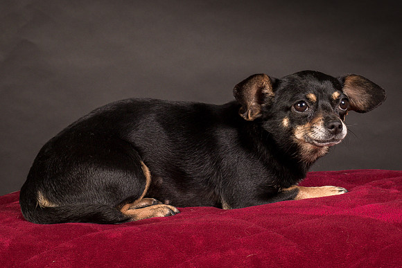Foster Pansy-9448