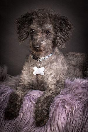 Foster Mokey-1350