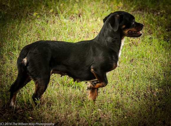 Foster Opal-2459
