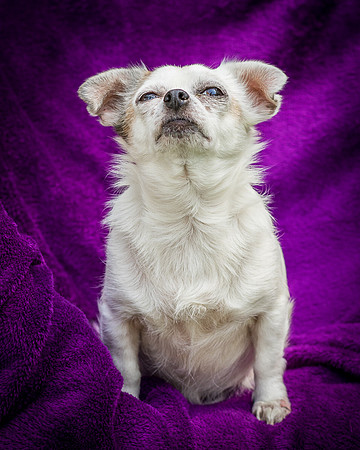 Foster Petey-8207
