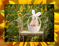GCSPCA Calendar-May
