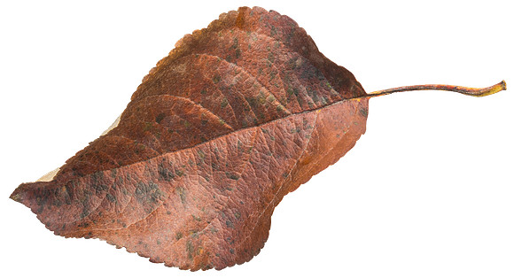 Leaf_3