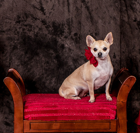 Foster Josefina-4486