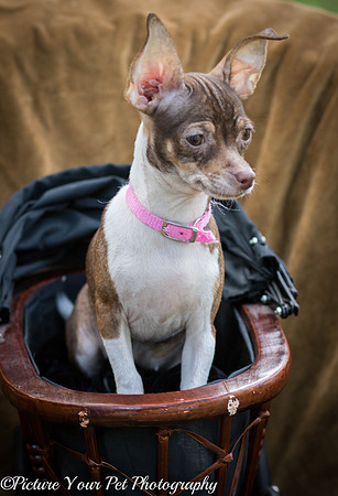 Foster Joanie-3788