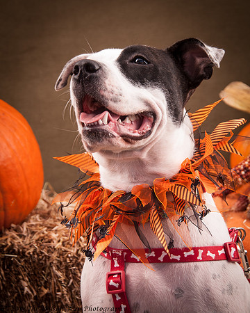 Foster snoopy-7456