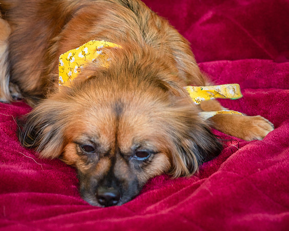 Foster Petunia-9392
