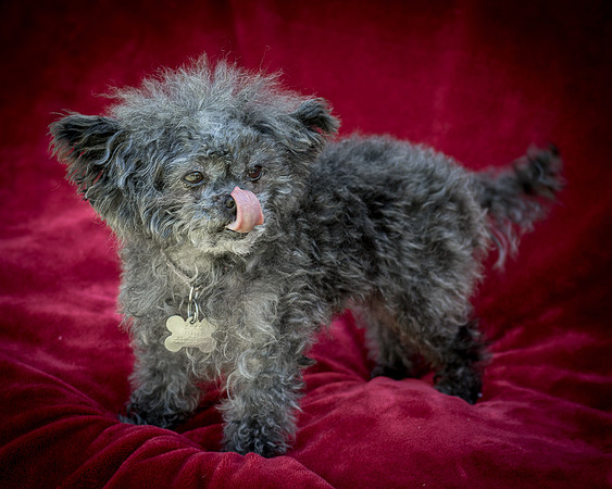 Foster Vivienne-9253