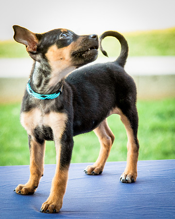 Foster Shea-0130