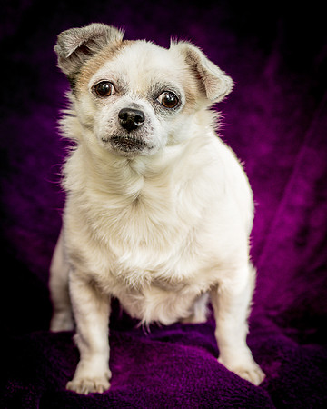 Foster Petey-0100
