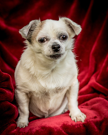 Foster Petey-0067