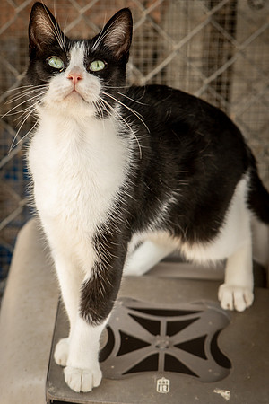 Darlington  Cats-9476
