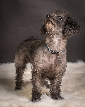 Foster Mokey-1834