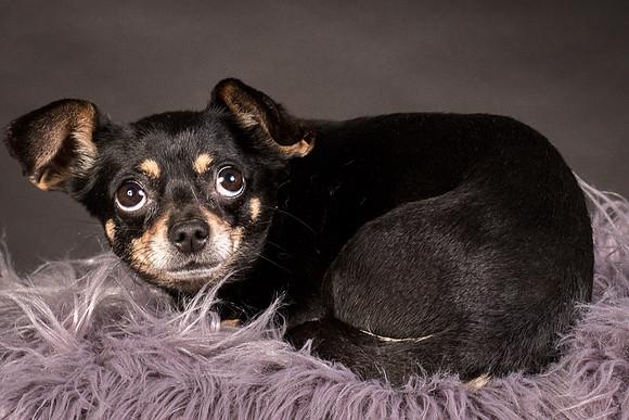 Foster Pansy-9409