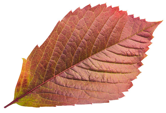 Leaf_18