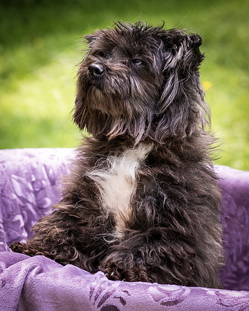 Foster Sammy-8295