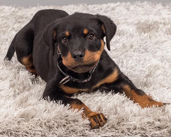 Foster Titus-7703