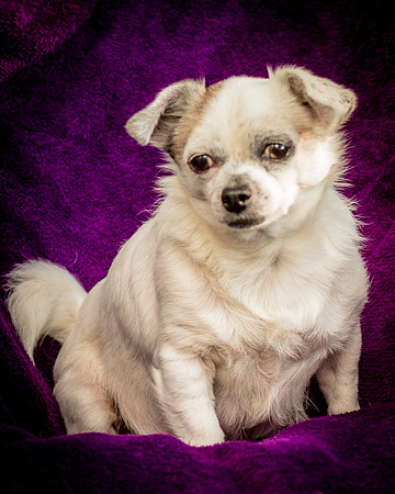 Foster Petey-0077