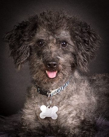 Foster Mokey-1355