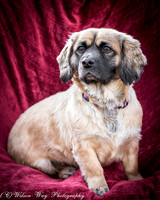 Foster Trudy-56