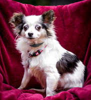 Foster Anouk-8692