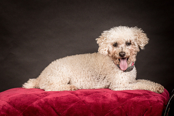 Foster Mae-9011
