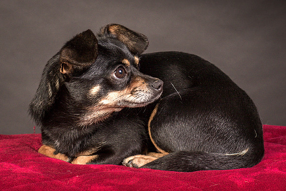Foster Pansy-9540