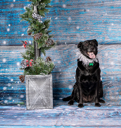 Foster Beatrice-4021