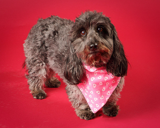 Frankie-8118