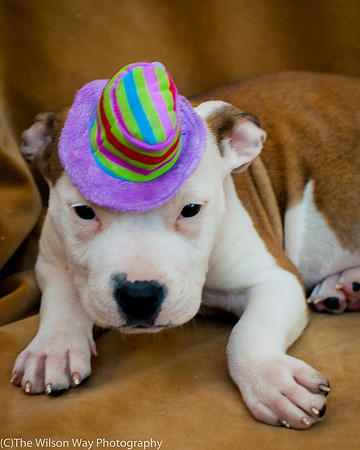 Foster Arlo-9378