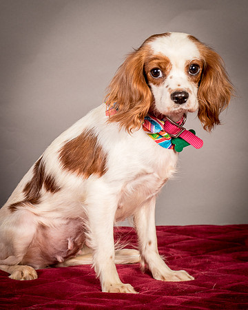 Foster josephina-3914
