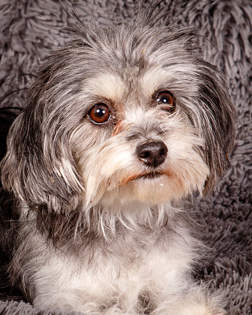Foster Alex-6216